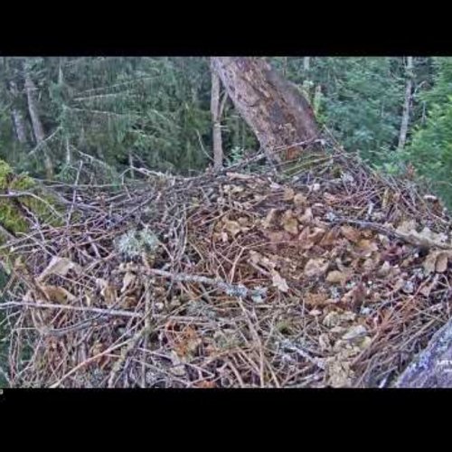 Live Lesser Spotted Eagle Oak Nest Webcam | Riga, Latvia