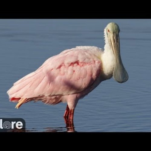 Alligator and Spoonbill Swamp Live Cam | St. Augustine, USA