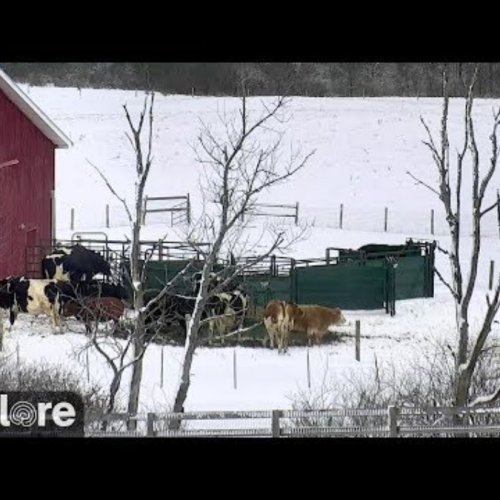 Wisconsin Pasture Live: Stockton Farm View HD