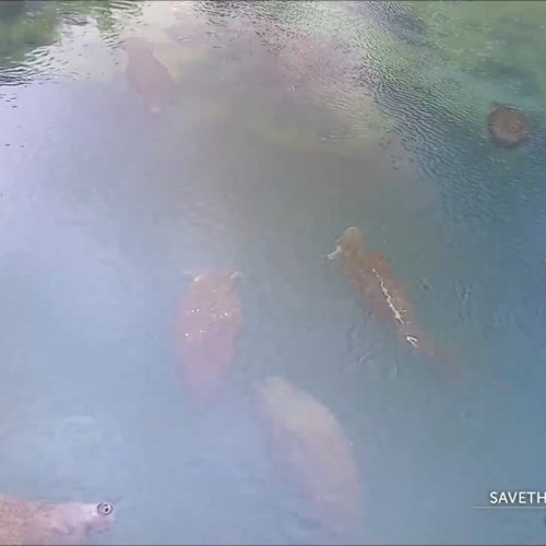 Homosassa Manatee Above Water Live View