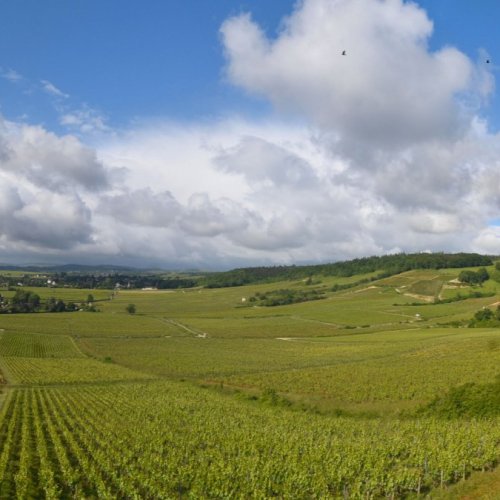Givry Vineyards Live View