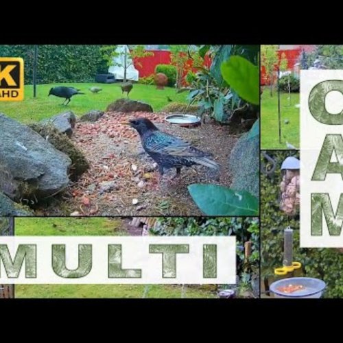 Live Garden Bird Feeder Cam in Sapcote, England