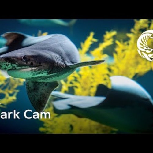 Live Shark Cam: Monterey Bay Aquarium, California HD