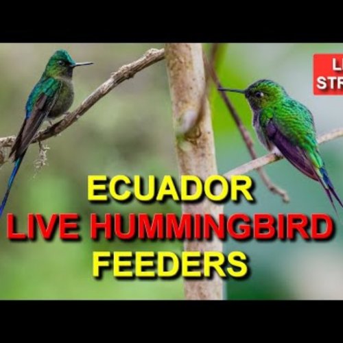 Sachatamia Lodge Hummingbird Feeders Live Camera in Mindo, Ecuador