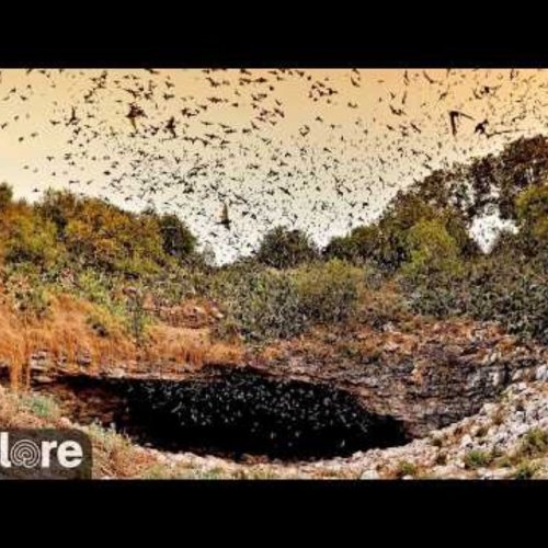 Bracken Bats Outside | BCI Live Webcam in Garden Ridge, Texas