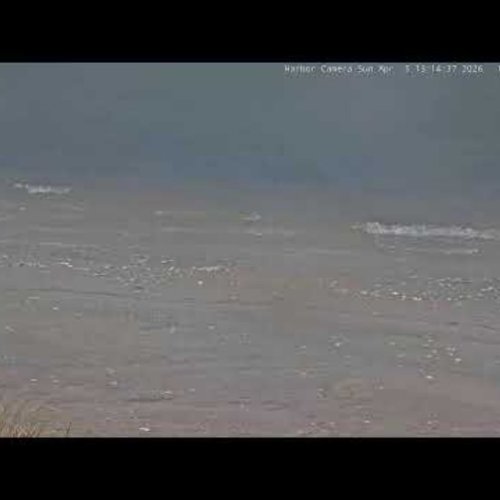 Mispillion Harbor Delmarva Fox Squirrel Cam