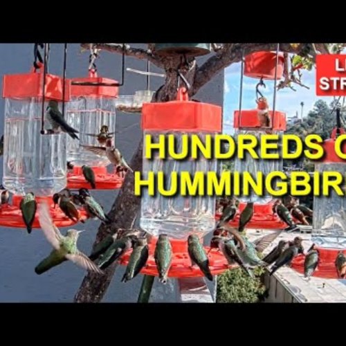 Live Hummingbird Feeder: California's Tiny Jewels