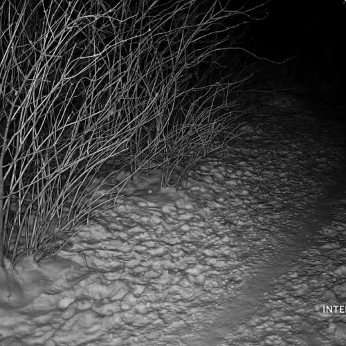 Witness Wildlife in Ely, Minnesota via Live Stream 🐺