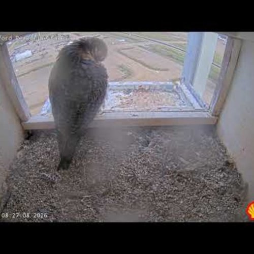 Shell Scotford Perch Owl Nest Live Stream | Ardrossan, Alberta