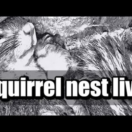 Squirrel Wonderland in Washington, D.C., USA
