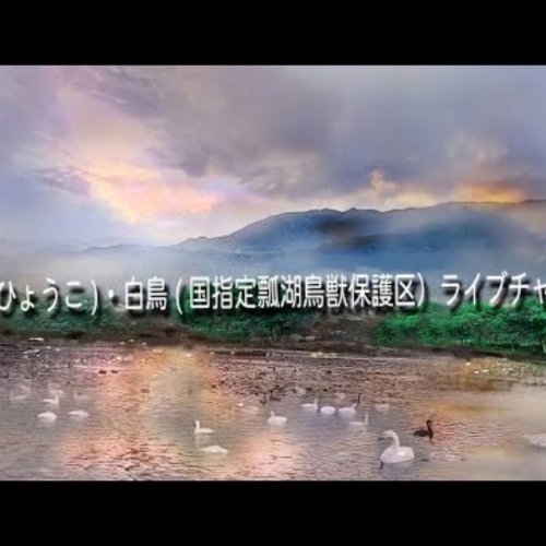 Hyoko Lake Swans Live Cam: Agano, Japan Wildlife & Nature Stream