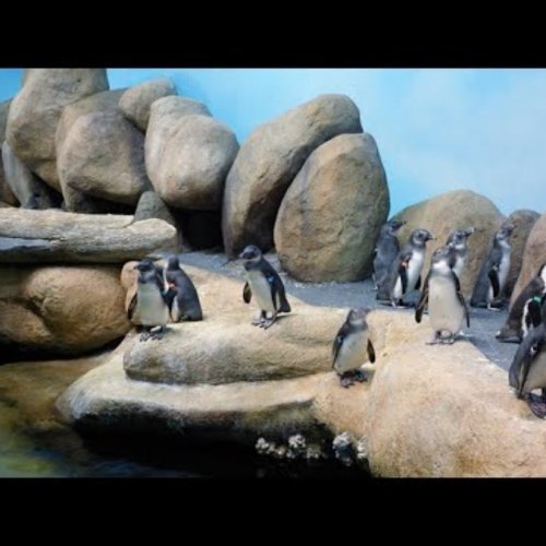 California Academy of Sciences: African Penguins Live Cam