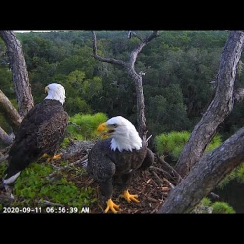 NEFL Bald Eagle Nest Approach | Live Eagle Cam