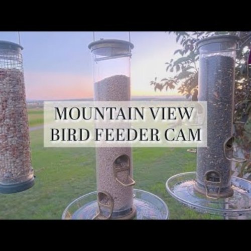 Garden Feeder Cam - Kottangudi, India