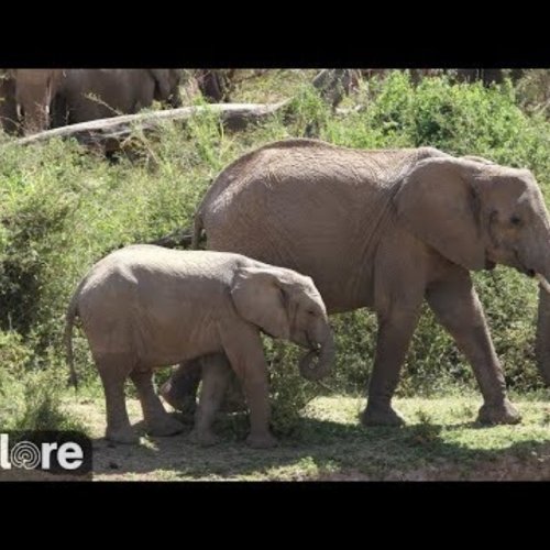 African Animal Lookout HD: Live from Nairobi, Kenya