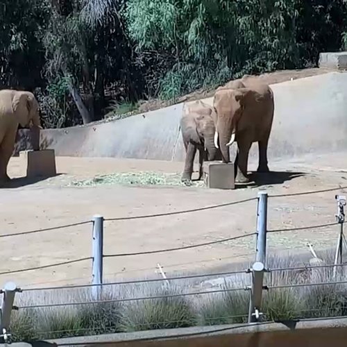 San Diego Zoo Elephant Cam: Live Views