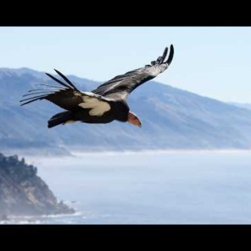 California Condor Sanctuary Live Webcam: Watch Rare Birds