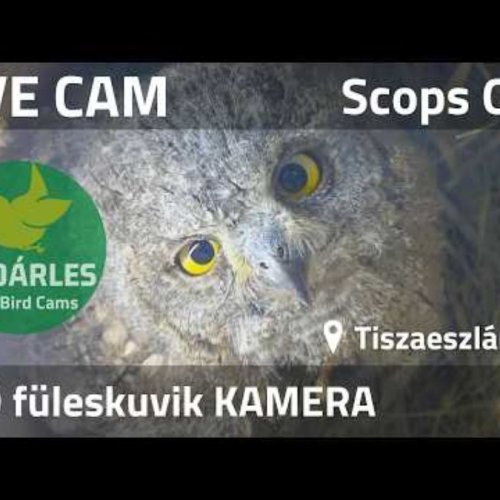 Great Tit Nest Box Live Stream in Tiszaeszlár, Hungary