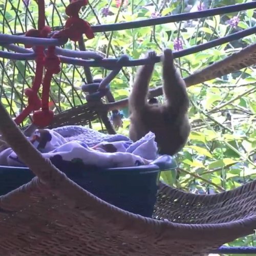 Toucan Rescue Ranch Sloth Cam | Live View in San Isidro, Costa Rica