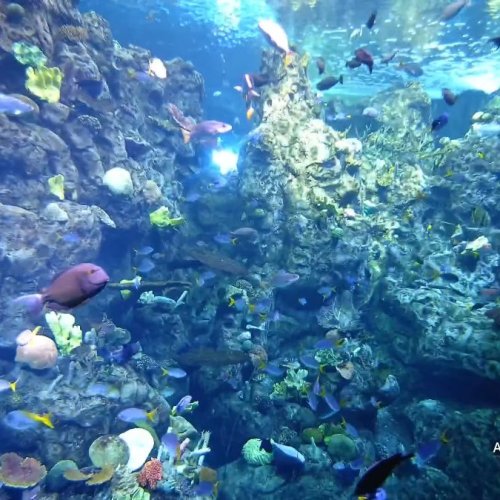 Aquarium of the Pacific Live Stream: Tropical Reef in Long Beach