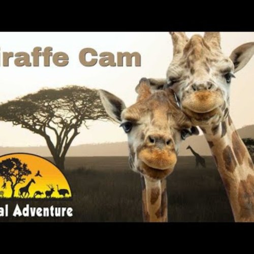 Animal Adventure Park Giraffe Cam: Live Harpursville View