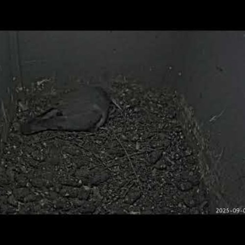 Live Barn Owl Cam: Lorton Meadows, Weymouth
