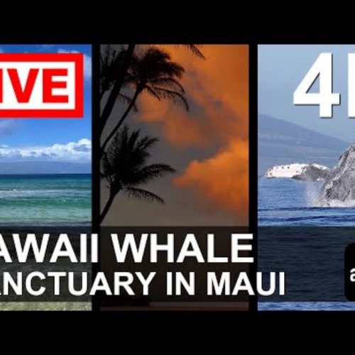 Humpback Whale Marine Sanctuary Live in Maui, Hawaii