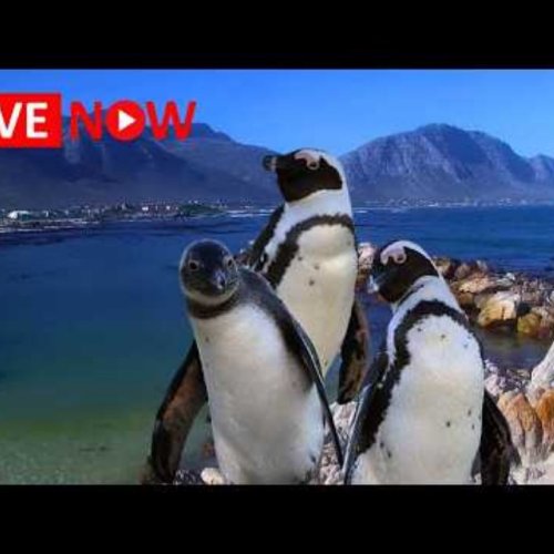 Stony Point African Penguin Colony Live Stream