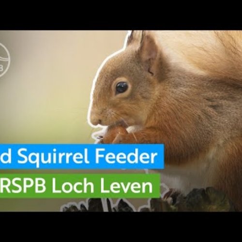 Red Squirrel Feeder Live Cam at RSPB Loch Leven, Kinross
