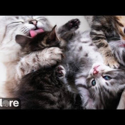 Kitten Rescue Sanctuary Live Cam: Adorable Feline Friends in Los Angeles