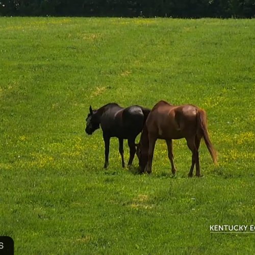 Kentucky Equine Adoption Center Live Stream