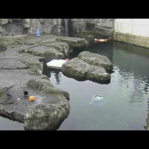 Polar Bear Habitat Live: Alaska Zoo, Anchorage HD