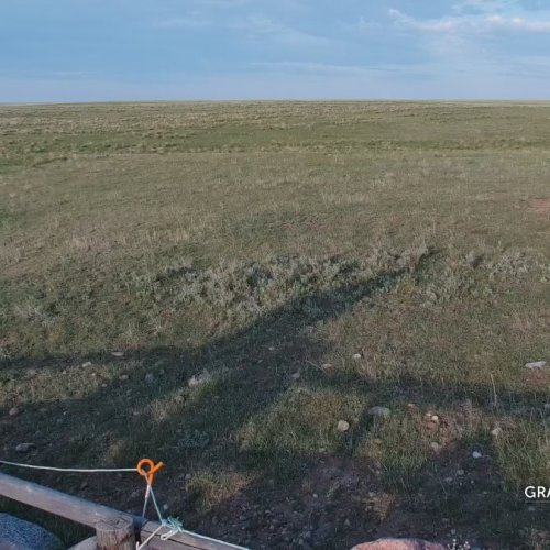Bison Calving Plains Live Stream
