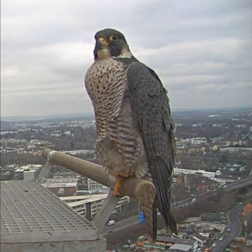 Birds of Prey Over Bonn Waste Management Facility - Live Bird Watching