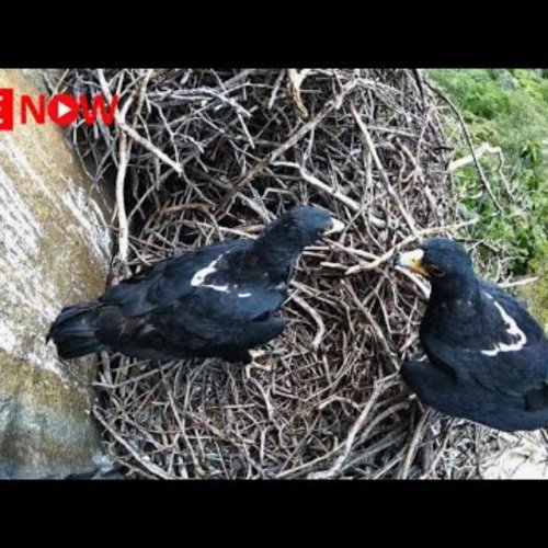 Black Eagle Nest | Schwägalp, Switzerland