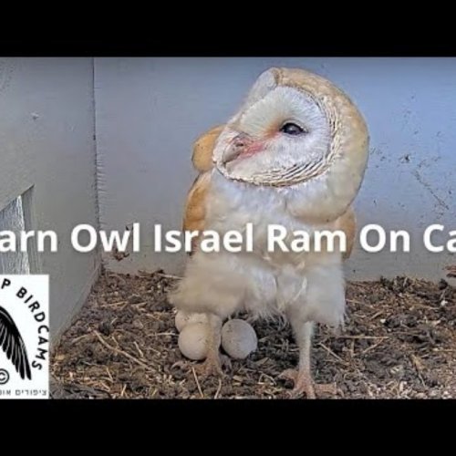 Ramat Hanadiv Barn Owl Nest Live Camera
