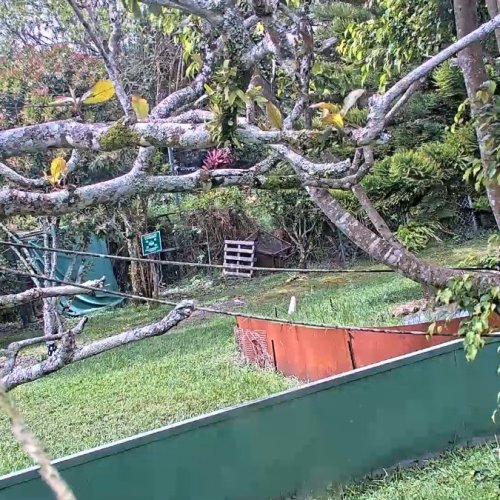 Toucan Rescue Ranch Live Camera: Sloth & Wildlife View