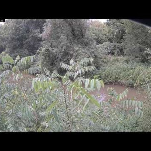 Whitby, Ontario Live Webcam: Lakeview & Forest Scenery