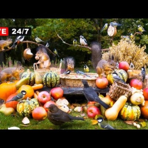 Finnish Garden Wildlife Feeder Autumn Harvest Live Camera