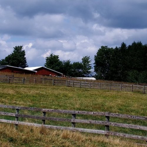 Knotford Sheep Pasture Live Stream: Yorkshire Countryside Views
