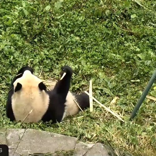Gengda Valley Panda Yard Live Cam: Watch Giant Pandas in Wolong, China