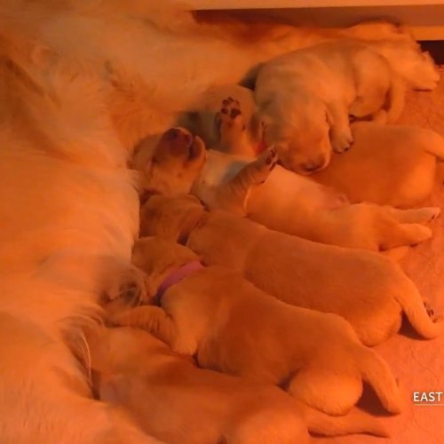East Coast Assistance Dogs 2 Live Cam: A Glimpse at Working Dog Training