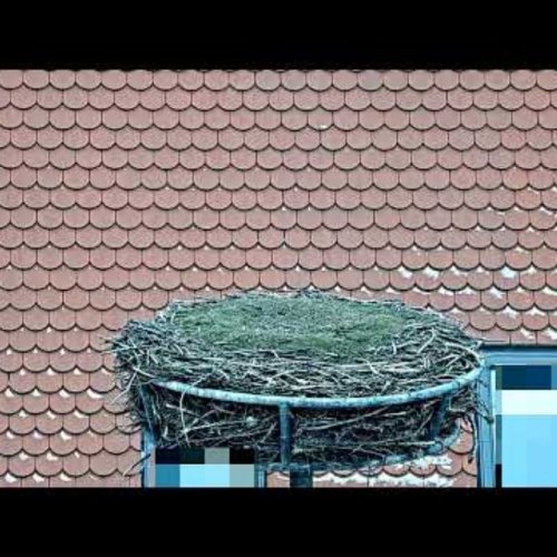 Storchencam in Langquaid: Live View of a Stork's Nest 🏠🐦