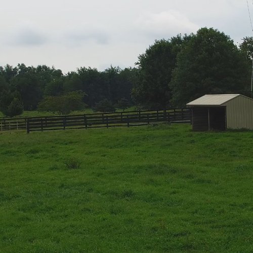 Live: Kyeac Mares and Foals Pasture in Villa Mercedes, Argentina