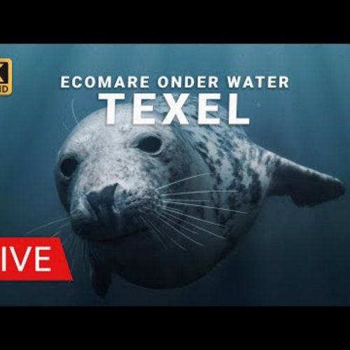 Ecomare Underwater Seal Webcam Live in De Koog, Texel