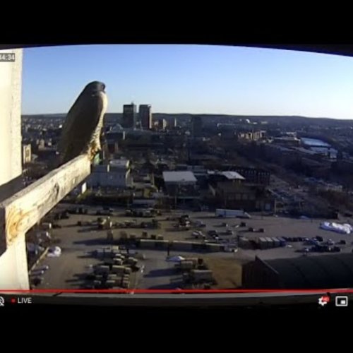 Live Urban Falcon Cam: City Skyline & Wildlife