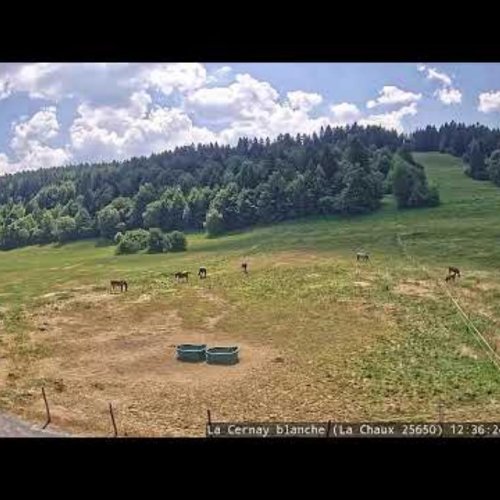 Horses Grazing At La Cernay Blanche