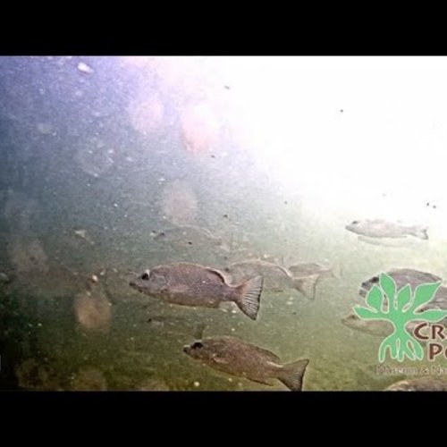 Crane Point Underwater Live Stream