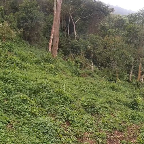 Kanzoka Gorilla Forest Corridor Live Camera: Democratic Republic of Congo