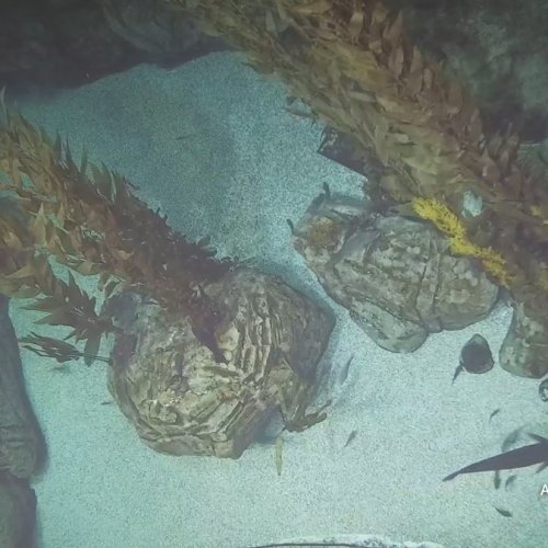 Blue Cavern Aquarium Live Stream